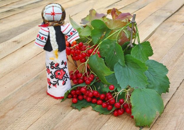  Planting and care for viburnum