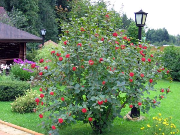  Fructul viburnum la dacha