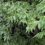  Chestnut Chinese softest