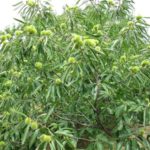  Sowing campaign chestnut