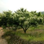  Chestnut Japanese