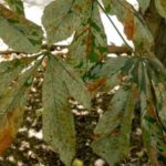 Chestnut Mining Moth
