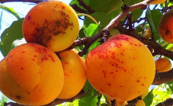 Klyasterosporioz albaricoque Triunfo Norte