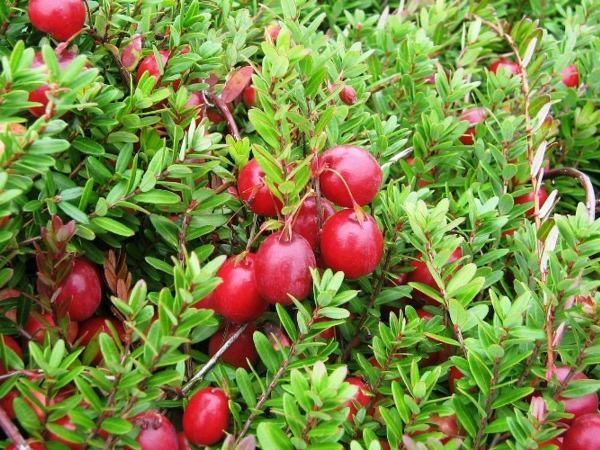  Cranberry large-fruited
