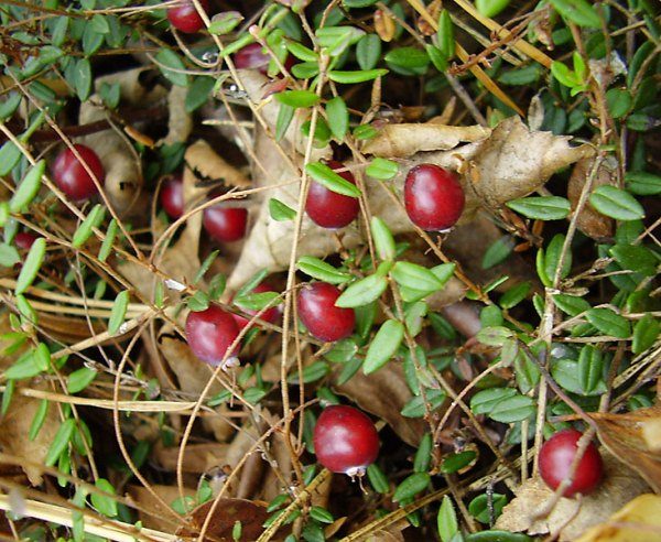  Cranberry small-fruited