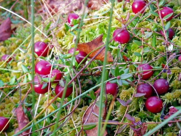  Common cranberries