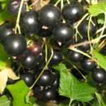  Large black currant Globus