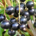  Big black currant Pygmy