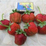  Hell Strawberry