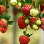  Herzberg large strawberries