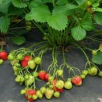  Strawberry inexhaustible