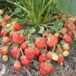  Sakhalin large-fruited strawberries