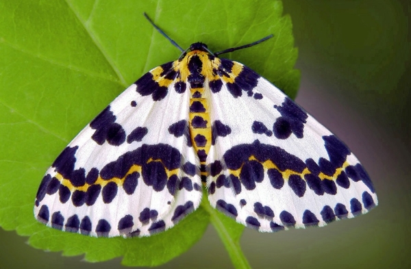  Para o tratamento de groselhas de mariposas precisam pulverizar o arbusto Fitoverm, ácido arsênico cálcio DDT