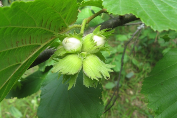  Patria arbustului este Asia Minor, Caucaz, Kuban, Turcia, Crimeea și alte regiuni și țări cu climat subtropical sau temperat.
