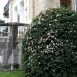  Eucalipt viburnum