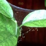  Meyer lămâie afectată de acarianul spider