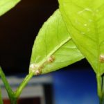  Meier de lamaie afectată de scut