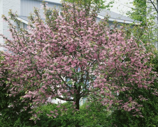  Blooming bird cherry Colorat nel loro cottage estivo
