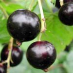  Frost-resistant grade of blackcurrant Venus