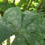  Mealy dew on chestnut