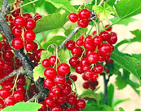  Bunches of ripe red currant berries