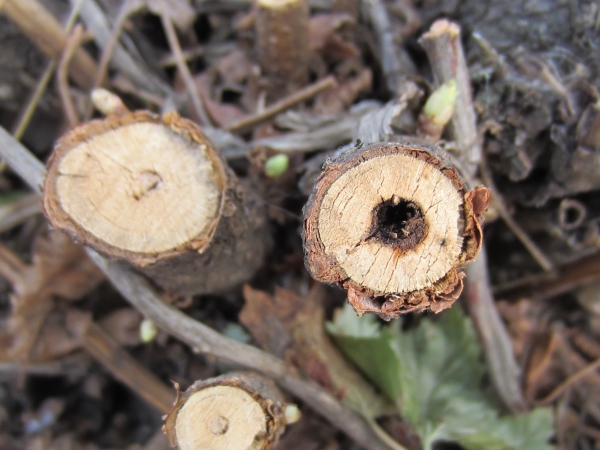  The affected shoots are removed in the first place, leaving a stump of healthy wood in 2 cm