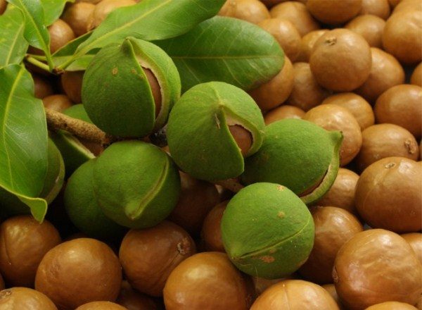  Nuez de macadamia