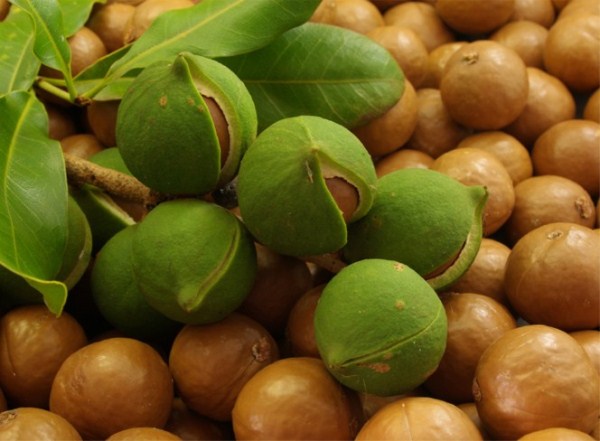  Nuez de macadamia