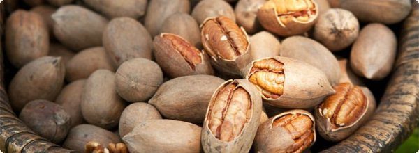  Pecan Nuci