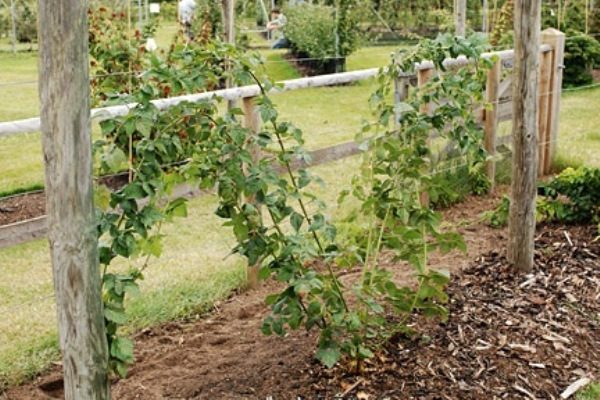  The fan method of forming blackberry bush