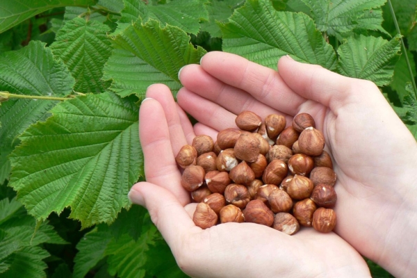  Hazelnut: description, place of growth and collection time, benefits and harm to health