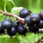  Late variety of black currant Harmony