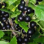  Black currant Vologda