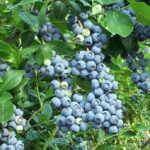  Late Tall Blueberry Berkeley