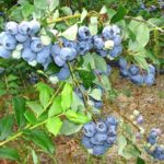  Late tall blueberry Bleukrop