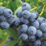  Late Tall Blueberry Hardblue