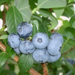  Late tall blueberry Coville