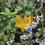  Late Tall Blueberry Nelson