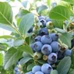  Late tall blueberries Toro