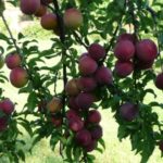  Variedad primitiva del ciruelo de cereza.
