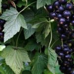  Early grade of blackcurrant Summer resident