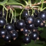  Early grade of blackcurrant Dikovink