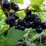  Early variety of black currant Lama