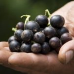  Early grade of black currant Selechenskaya-2