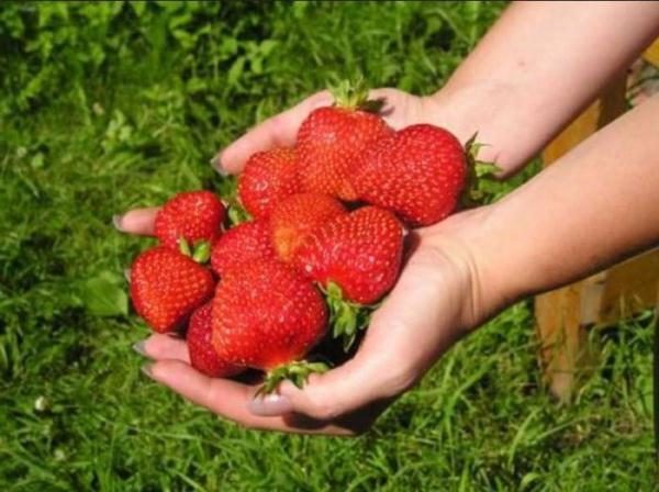  Early variety of strawberry Christina