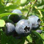  Early Blueberry Blueberry