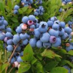  Early undersized blueberry Chippeva