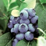  Early tall Erliblyu blueberries