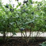  Early Blueberry Blueberry