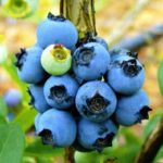  Nortland Early Blueberry